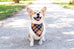 Spiced Cider Flannel Dog Bandana