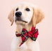Scottish Tartan Belle Bow Dog Collar