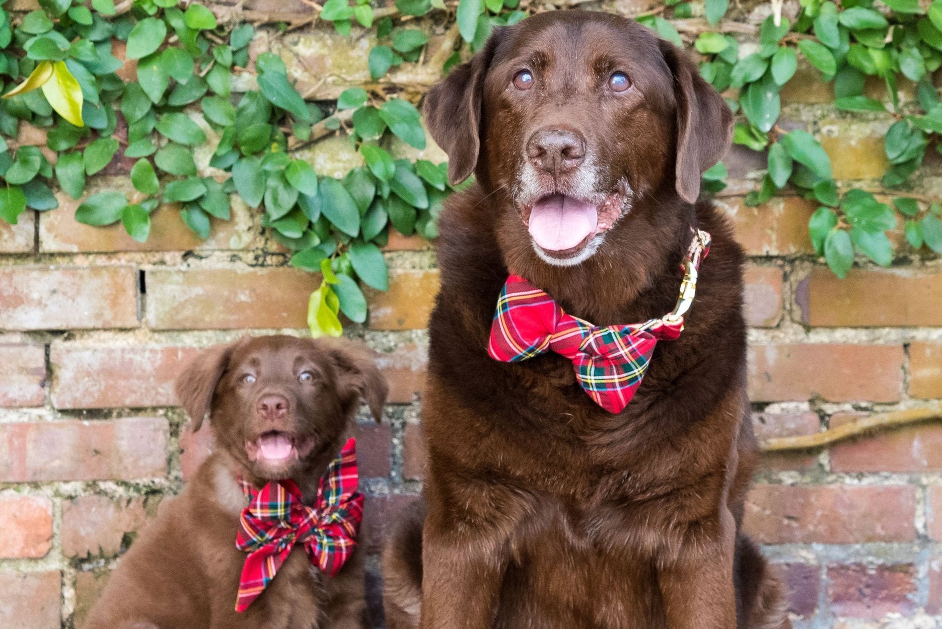 Scottish Tartan Bow Tie Dog Collar - Crew LaLa
