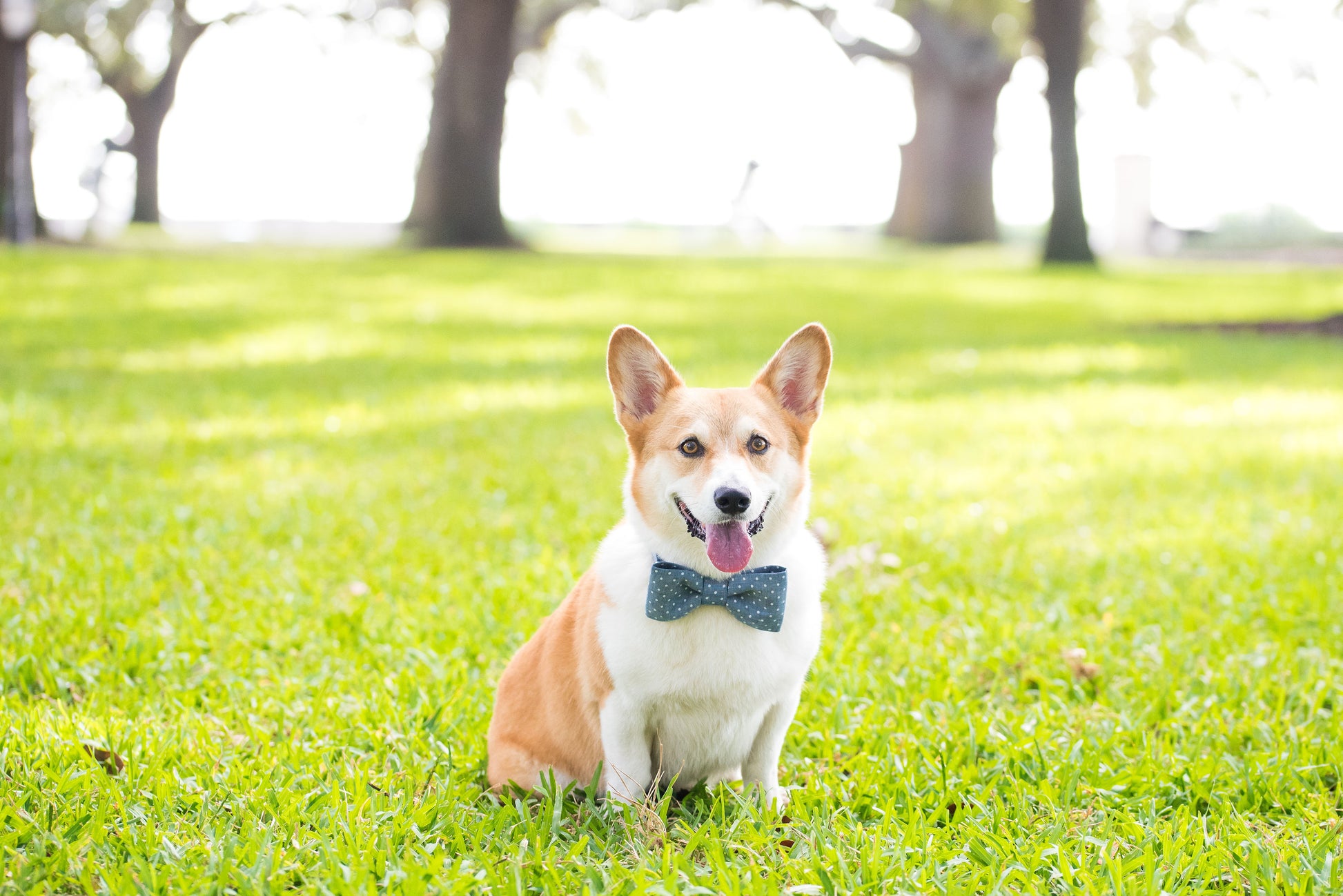 Tiny Dots on Chambray Canvas Bow Tie Dog Collar - Crew LaLa
