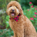 Red & Black Buffalo Plaid Bow Tie Dog Collar - Crew LaLa
