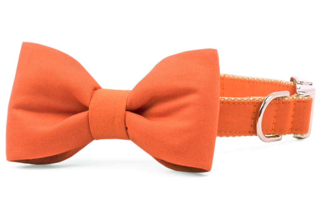 Burnt Orange Bow Tie Dog Collar - Crew LaLa