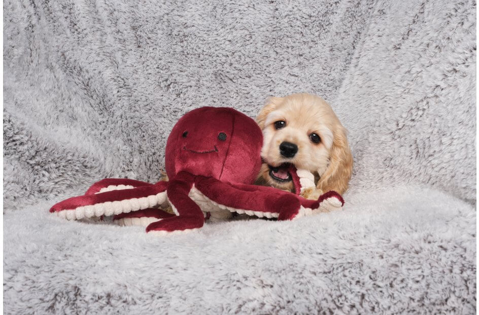 Fluff & Tuff™ "Olympia the Octopus" Dog Toy - Crew LaLa