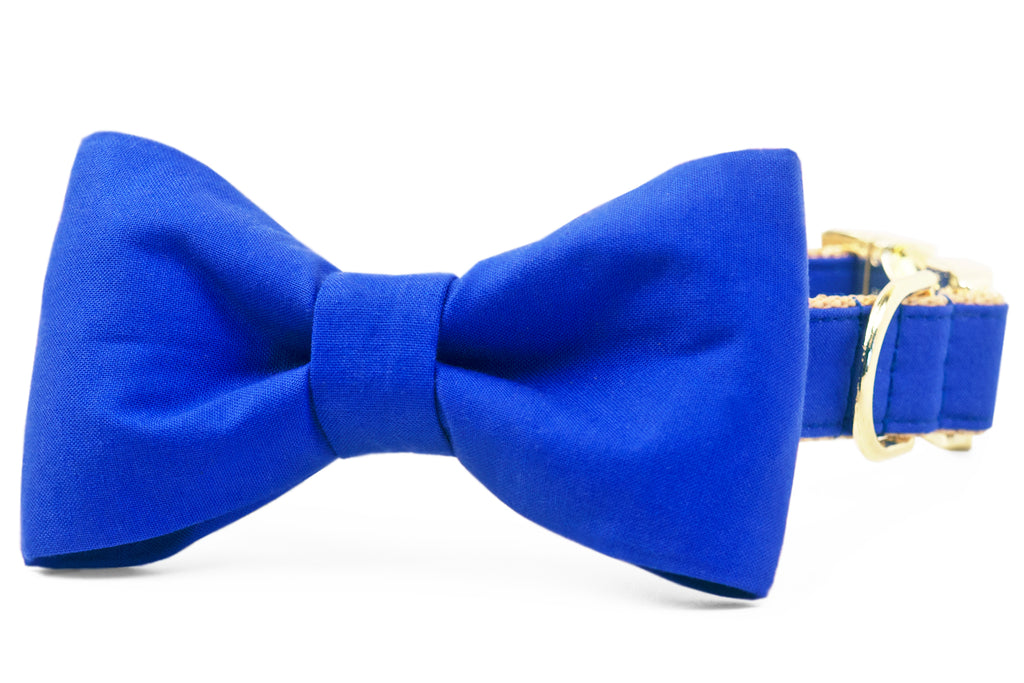 Royal Blue Bow Tie Dog Collar Crew LaLa