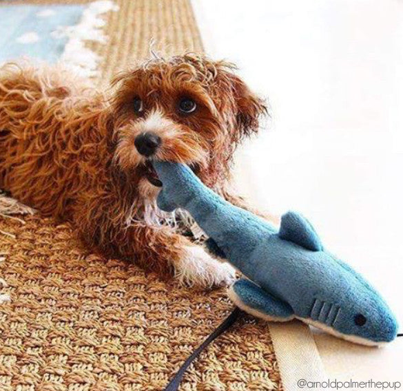 Fluff & Tuff™ "Tank the Shark" Dog Toy - Crew LaLa